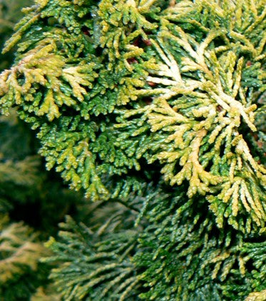 Hinoki Cypress - Verdoni