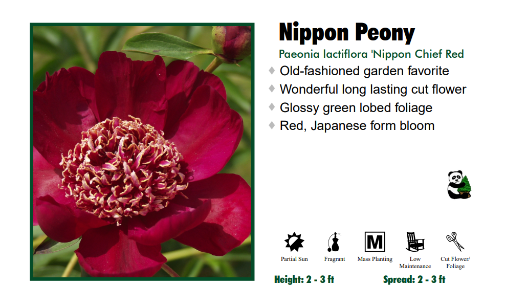 Peony 'Nippon Chief Dark Red'