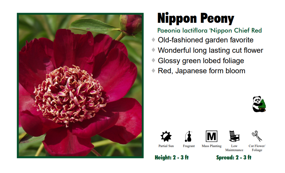 Paeonia 'Nippon Chief Dark Red' Peony