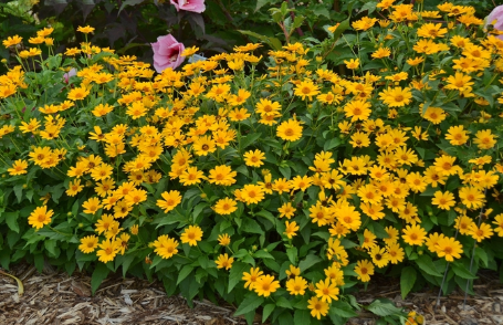 Heliopsis 'Tuscan Sun' False Sunflower