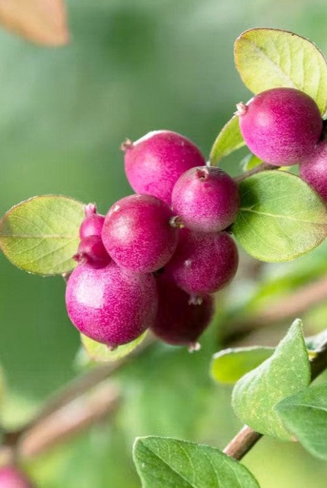 Coralberry - Chenault Dwarf