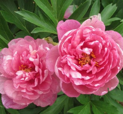 Paeonia ‘Strawberry Swirl' Itoh Peony