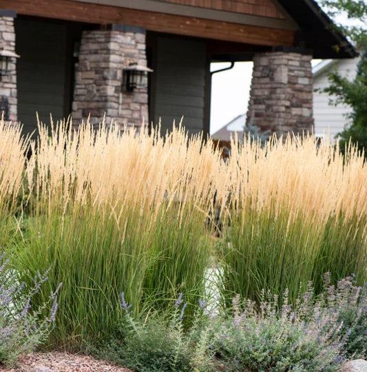 Feather Reed Grass - Karl Foerster