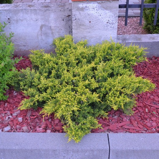 Juniper - Golden Carpet Spreader