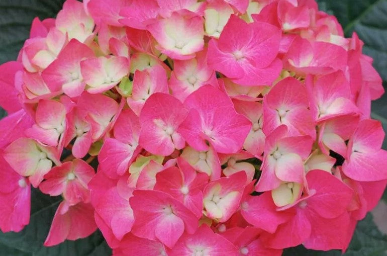 Hydrangea - Pia Dwarf