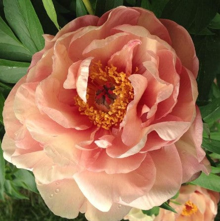 Paeonia ‘Peach-A-Licious' Itoh Peony