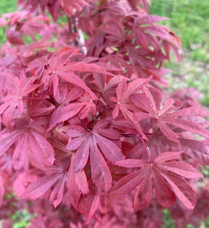 Japanese Maple - Winter's Columnar Red