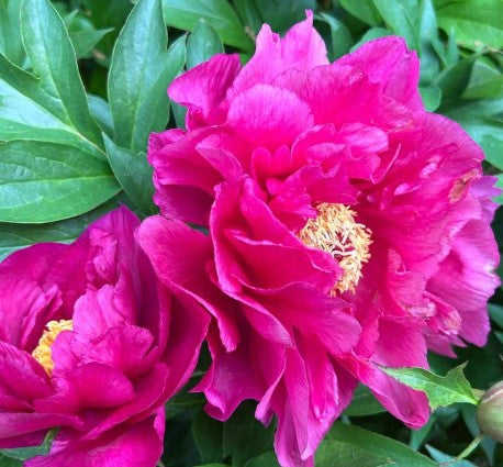 Paeonia ‘Noa Jolie' Itoh Peony