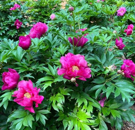 Paeonia ‘Evie Jane' Itoh Peony