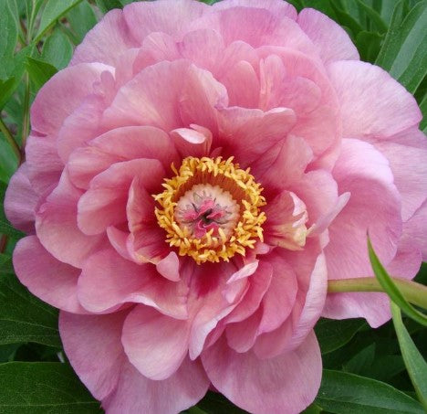 Paeonia ‘Double Bubble Pink' Itoh Peony