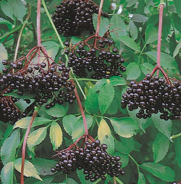 Elderberry - John's