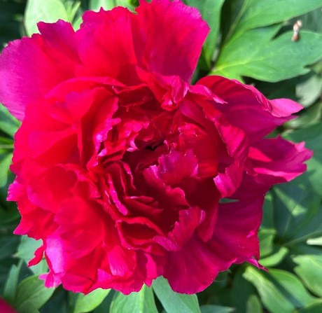 Paeonia ‘Candy Apple' Itoh Peony