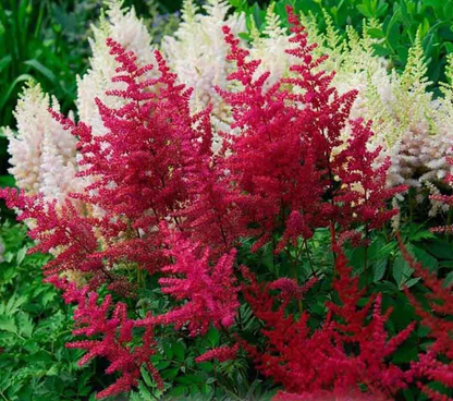 Astilbe 'Visions in Red' False Spirea