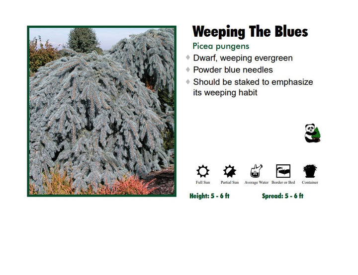 Spruce - Weeping The Blues