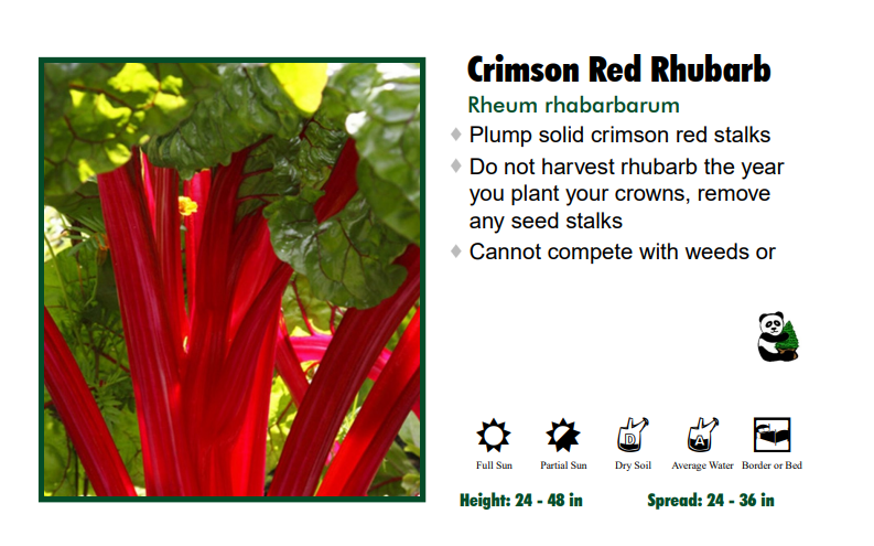 Rhubarb ‘Crimson Red’