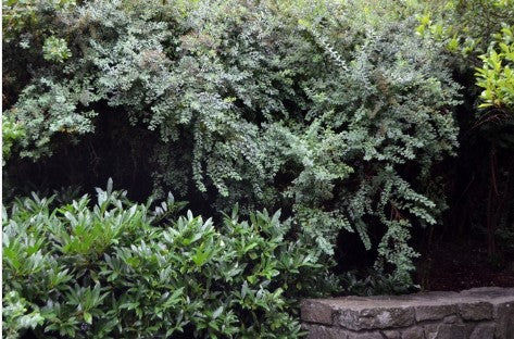 Spirea - Snowmound