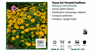 Heliopsis 'Tuscan Sun' False Sunflower