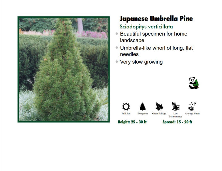 Japanese Umbrella Pine