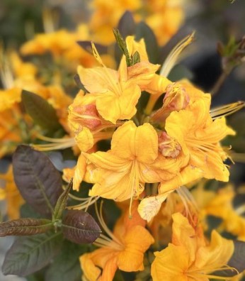 Exbury Azalea - Klondyke