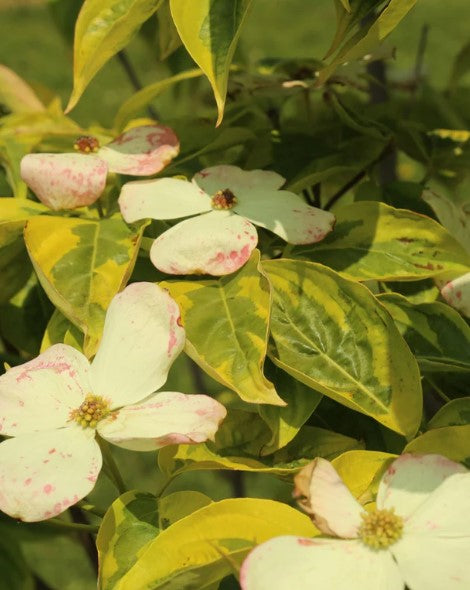 Korean Dogwood - Celestial Shadow