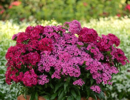Dianthus Hybrid 'Jolt Cherry' Sweet William