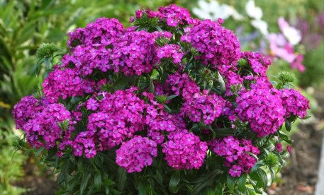 Dianthus Hybrod 'Jolt Purple' Sweet William