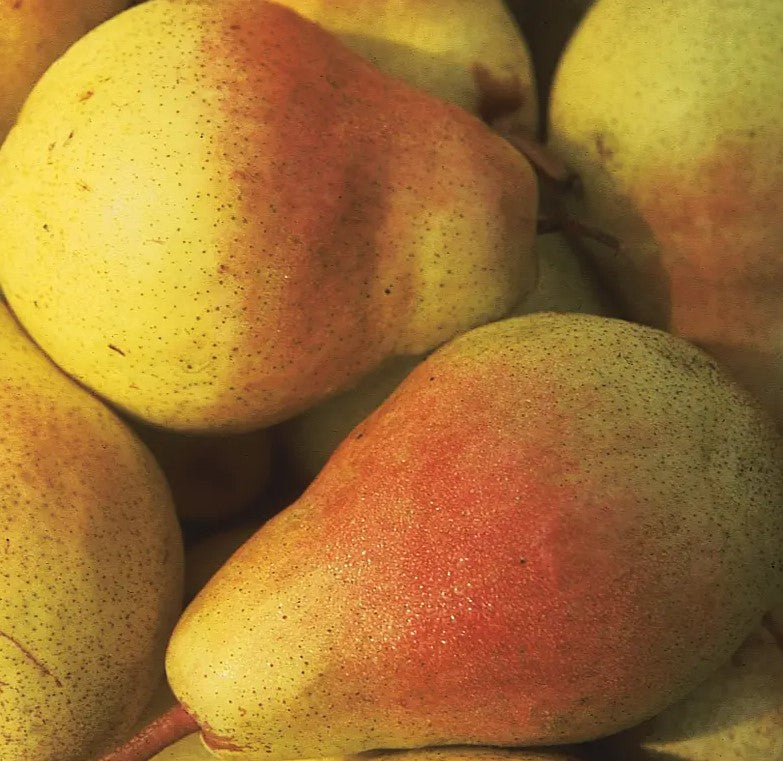 Pear - Clapp's Favorite Semi Dwarf