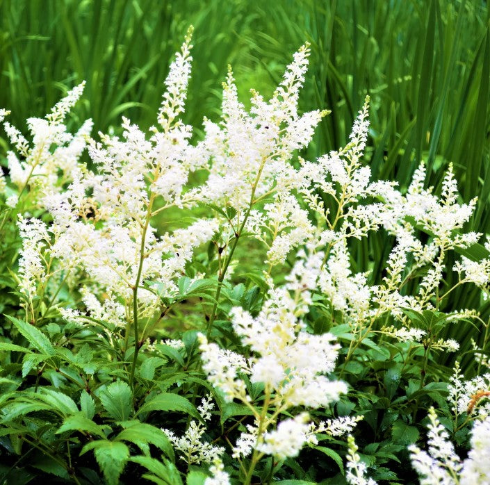 Astilbe 'Yonique White' False Spirea