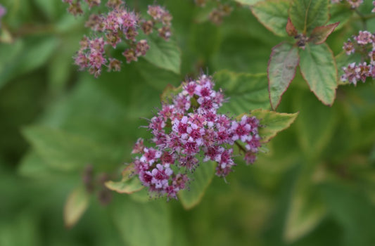 Spirea - Firelight