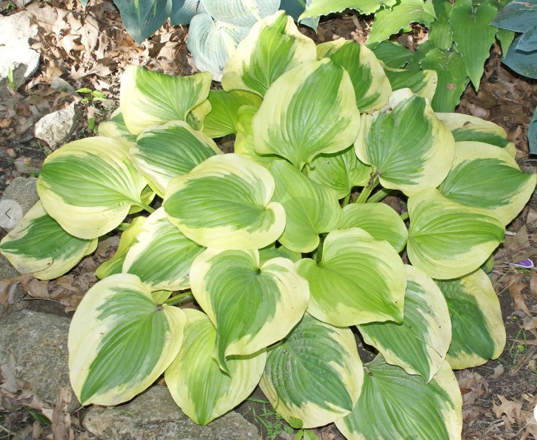 Hosta 'Sweet Innocence'