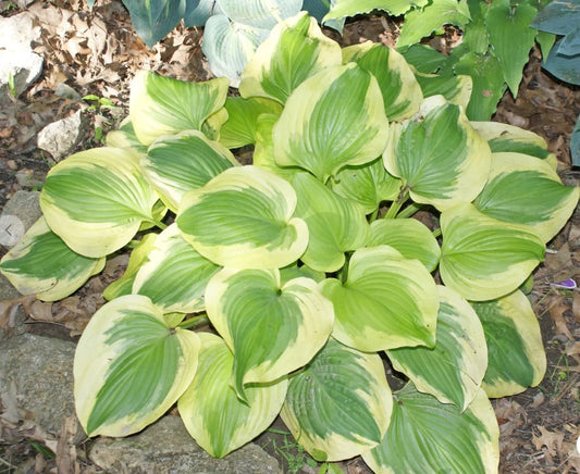 Hosta 'Sweet Innocence'