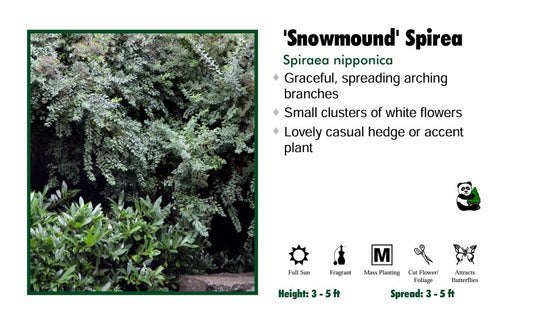 Spirea - Snowmound