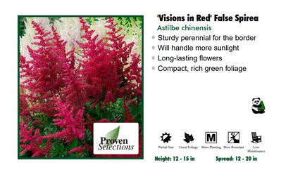 Astilbe 'Visions in Red' False Spirea