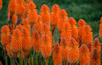 Pyromania 'Orange Blaze' Red Hot Poker