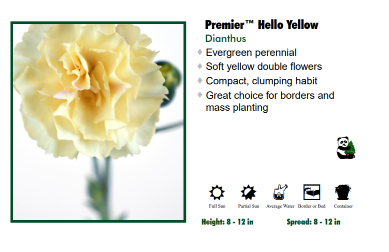 Dianthus 'Hello Yellow' Garden Pinks