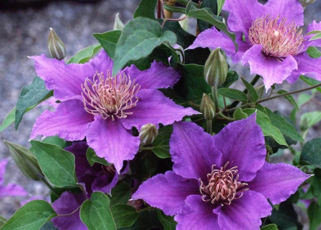 Clematis 'Bijou'