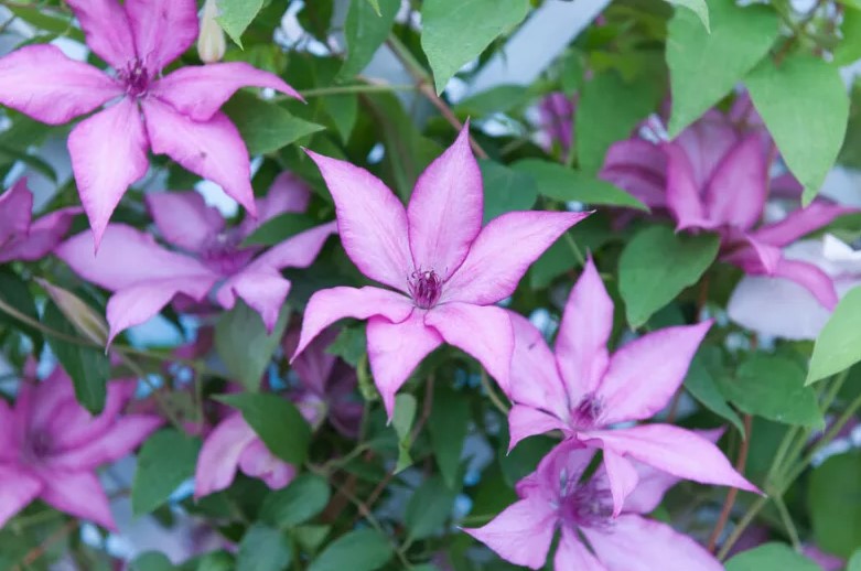 Clematis 'Giselle'