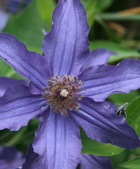 Clematis 'Sapphire Indigo'