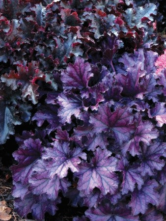 Heuchera 'Forever Purple' Coralbells