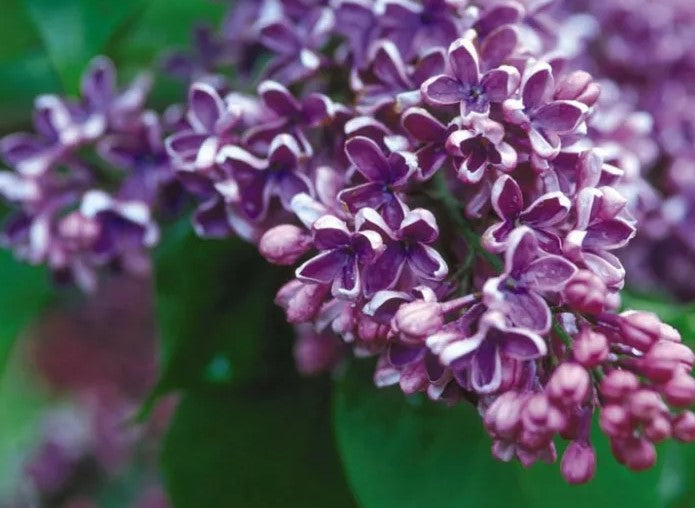 Lilac - Albert F. Holden