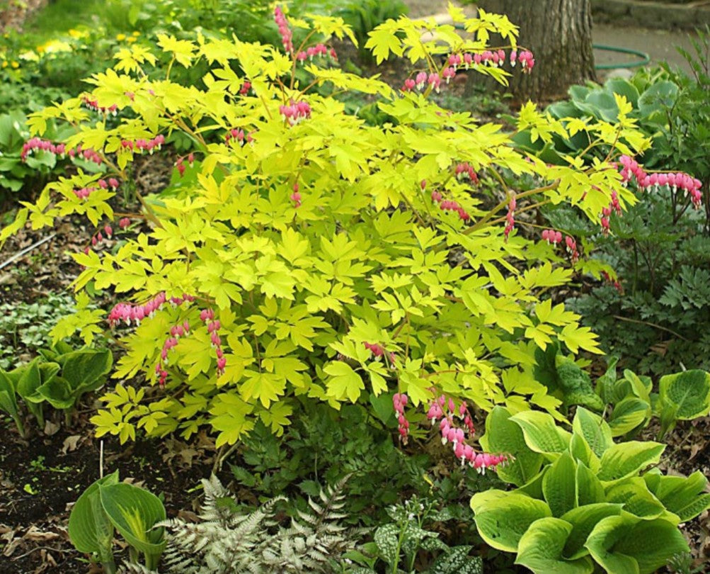 Dicentra spectablis 'Yellow Leaf' Bleeding Heart