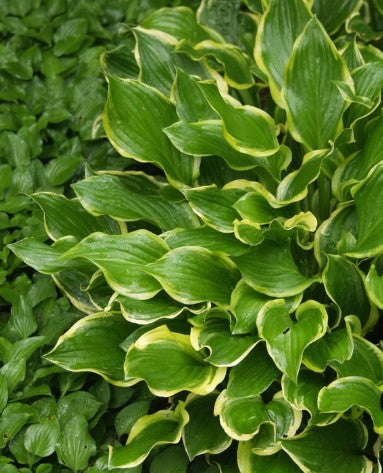 Hosta 'So Sweet'
