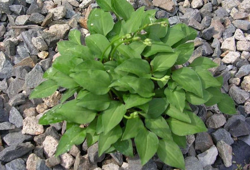 Hosta 'Venusta'