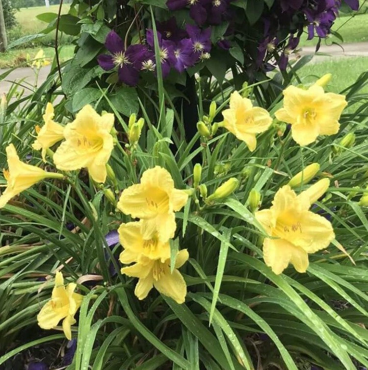 Hemerocallis "Happy Returns" Daylily