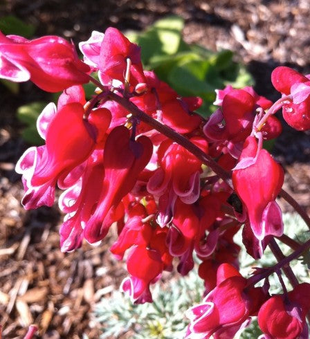 Dicentra Formosa 'Luxuriant' Fern-Leaf Bleeding Heart