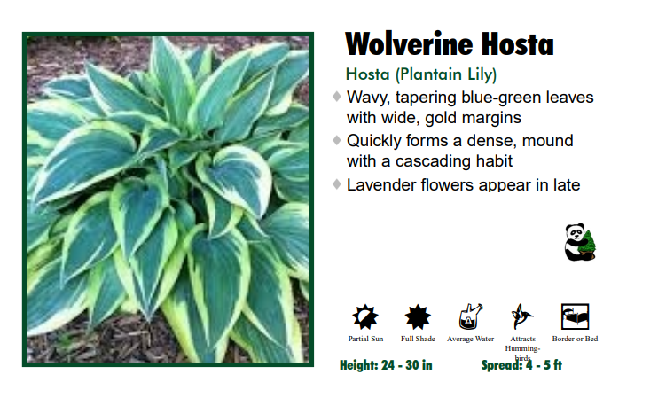 Hosta 'Wolverine'