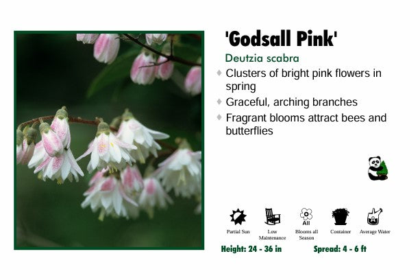 Deutzia - Godsall Pink