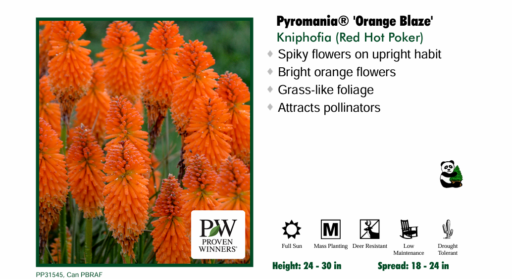 Pyromania 'Orange Blaze' Red Hot Poker