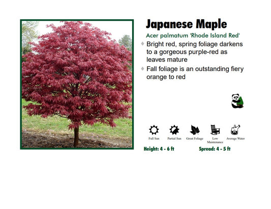 Japanese Maple - Rhode Island Red