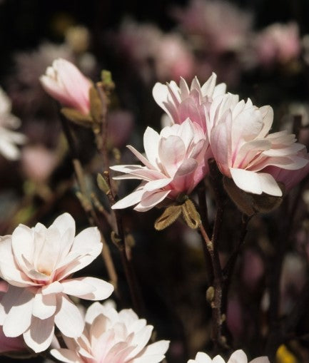Magnolia - Leonard Messel